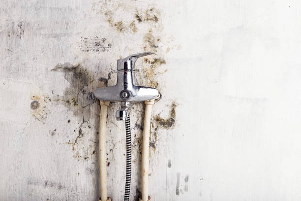 Best Affordable Mold Removal  in Desert Edge, CA