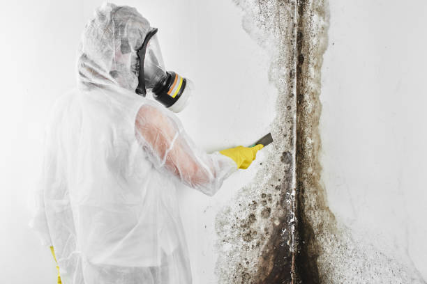 Best Mold Remediation Services  in Desert Edge, CA