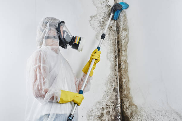 Best Local Mold Removal Service  in Desert Edge, CA