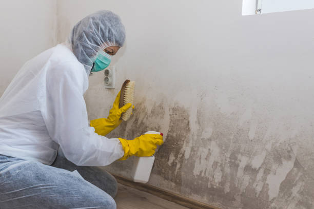 Best Mold Remediation  in Desert Edge, CA