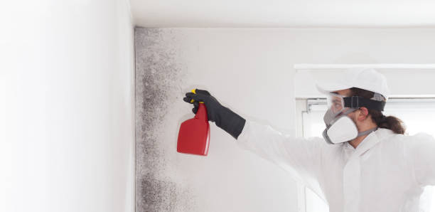 Best Certified Mold Removal  in Desert Edge, CA