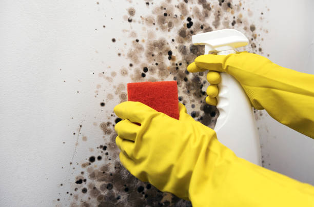 Best Commercial Mold Removal  in Desert Edge, CA