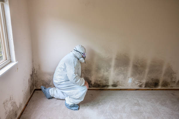 Best Mold Damage Repair  in Desert Edge, CA