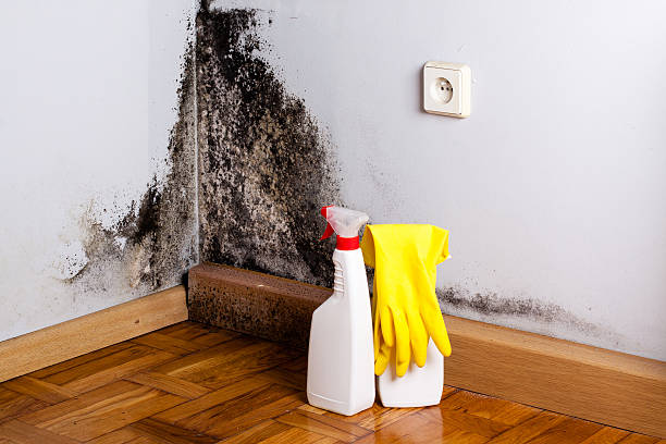 Best Mold Cleaning Services  in Desert Edge, CA