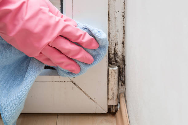 Best Certified Mold Removal  in Desert Edge, CA
