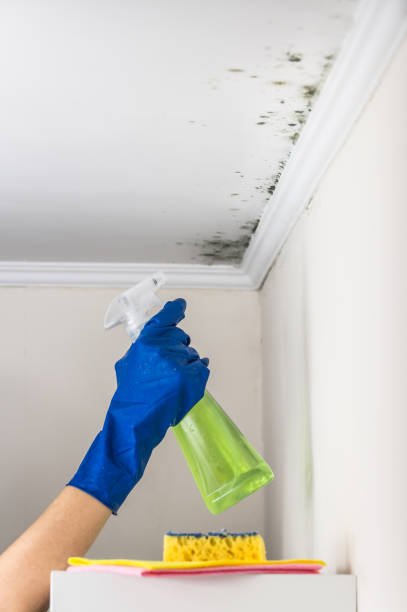 Best Commercial Mold Removal  in Desert Edge, CA